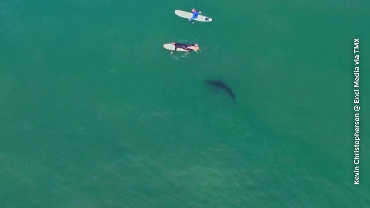 Velcí bílí žraloci si zaplavali se surfaři. Natočil je dron